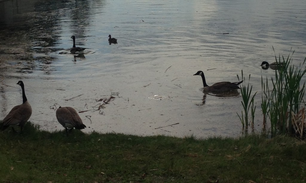 This sub-par picture of geese will have to suffice in place of my me 