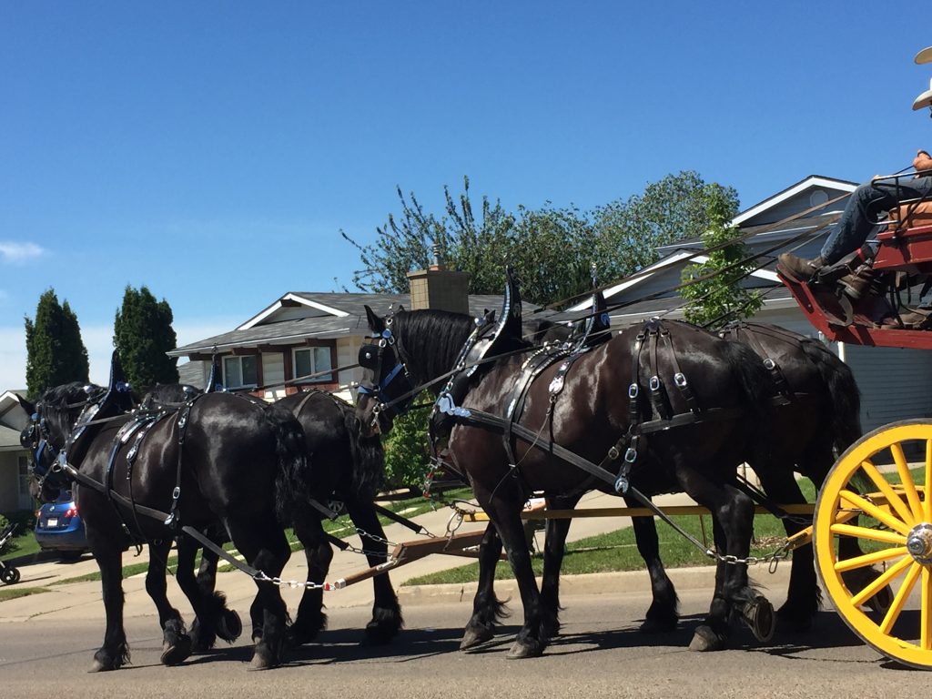 A team of clydesdale horses? CHECK. 